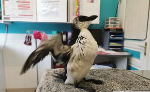 Un pingouin a été recueilli le 1er janvier par un centre de soins des animaux sauvages, situé dans les Pyrénées Atlantiques.