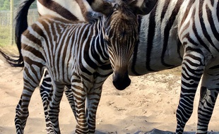 Ce bébé zèbre est né au zoo de Labenne (Landes) le 29 mai 2020