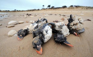 Affaiblis et épuisés par les tempêtes successives, plus de 21.000 oiseaux marins morts se sont échoués sur les plages du littoral atlantique depuis fin janvier, une "hécatombe" sans précédent depuis au moins un siècle, selon la Ligue de protection des oiseaux.