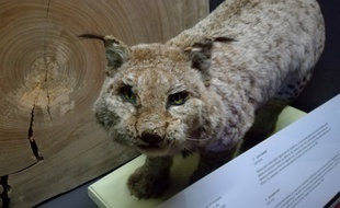 Des témoignages attestent de la présence du lynx boréal dans les Pyrénées il y a une cinquantaine d'années. Il a complètement disparue.