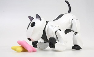 Genibo, le robot chien de compagnie présenté lors du salon Innorobo qui débute le 23 mars 2011 à Lyon.