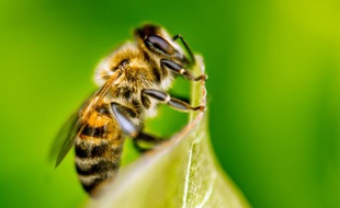 L'apipuncture, déconseillée par les médecins, est une forme de médecine alternative consistant à recevoir des piqûres d'abeilles vivantes.