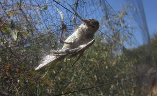 Photo prise le 16 avril 2014 à Famagouste (est de Chypre) fournie par l'association BirdLife Cyprus montrant un oiseau pris dans un filet