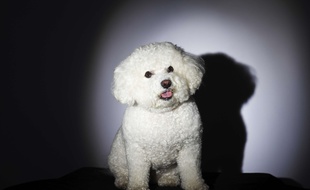 Disparu il y a 11 ans dans le Nord, le bichon vient d'être retrouvé en Lorraine. (Illustration)