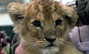 Un lionceau récupéré par 30 millions d'amis.