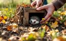 Offrez un abri aux hérissons dans votre jardin tout l’automne avec cette astuce récup’ qui leur sauve la vie