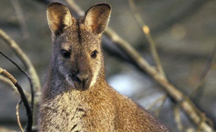 Illustration d'un wallaby.