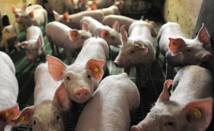 Des cochons, dans un élevage français en juillet 2010 (illustration).