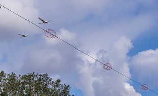 Un dispositif de protection des cygnes est en ce moment testé par la CTS à Strasbourg.