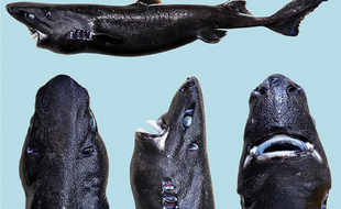 Des chercheurs ont découvert une nouvelle espèce de requin, dont la peau est phosphorescente.