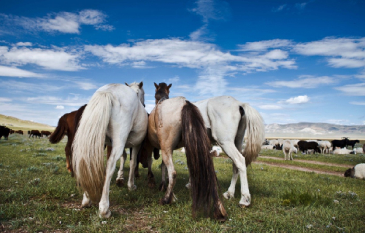 Toutsexplique: Un cheval peut-il être «consentant et prendre du plaisir»?