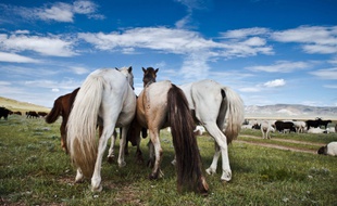 Troupeau de chevaux dans un champ