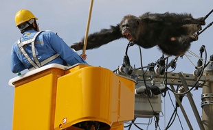 Un homme tente de capturer un chimpanzé échappé d'un zoo à Sendai, au nord du Japon, le 14 avril 2016.