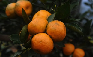 Des orangers en Inde (image d'illustration).