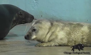 Capture d'écran d'une vidéo publiée par la société zoologique de Chicago, montrant le bébé phoque gris né le 2 janvier 2016 au zoo de Brookfield (Illinois),