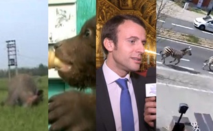Macron chante, un ourson au biberon, des zébres en ville, un premier ministre descend de la bière cul sec et un éléphant pas content
