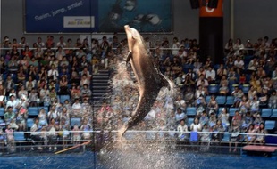 Un dauphin lors d'un spectacle à Tokyo le 11 août 2014