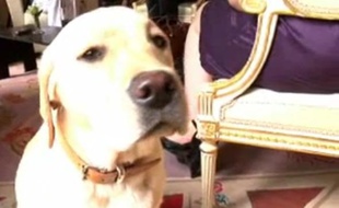 Clara, un des trois chiens du couple Sarkozy