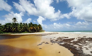 La plage du Grand Macabou, en Martinique.