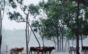 Elevage bovin en Australie.