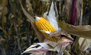 Le maïs transgénique de Monsanto.