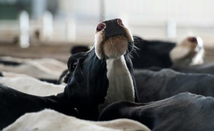 Une vache dans une étable française, en mars 2015