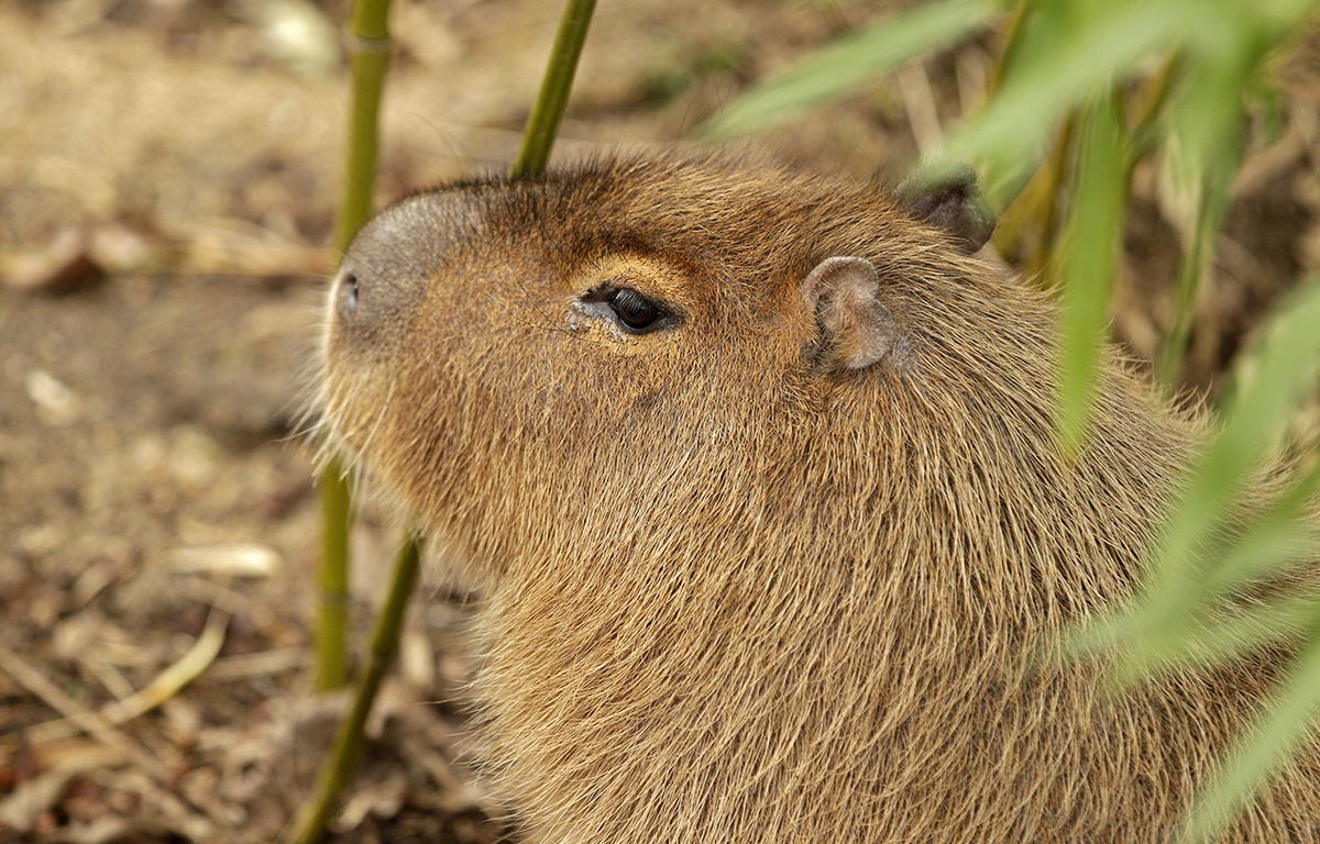 Rongeur D Amérique Du Sud Mots Fléchés Nord: Une « marmotte géante » se balade en liberté dans la région