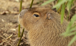 Un capybara au zoo de Lille (illustration).