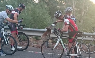 En Australie, des cyclistes se sont arrêtés sur le bord de la route pour donner de l'eau à un petit koala assoiffé.