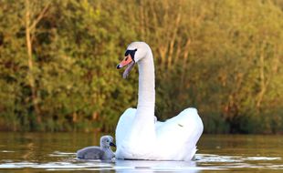 Un cygne et son petit. (Illustration)