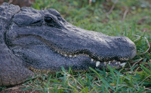 Un alligator. Image d'illustration.