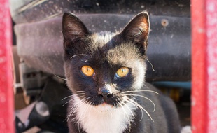 Un chat a sauvé son maître des flammes et d'une intoxication au monoxyde de carbone en Lorraine. Au retour d'une soirée, le trentenaire s'est endormi alors qu'il avait allumé son barbecue électrique dans son salon pour se faire griller des saucisses. (Illustration)
