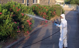 Opération de désinsectisation le 31 juillet 201 à Propriano où ont été découverts les nouveaux plants contaminés