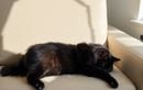 Votre chat s’étire bizarrement sur le canapé ? Ce geste anodin peut révéler une douleur articulaire à surveiller, surtout chez les seniors