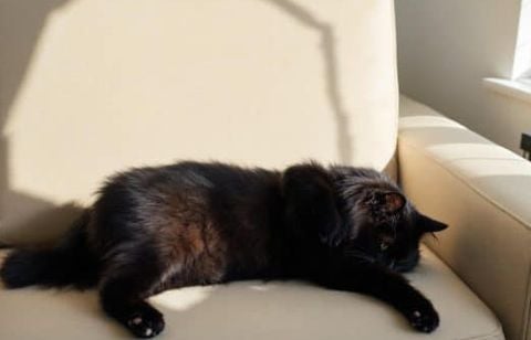 Votre chat s’étire bizarrement sur le canapé ? Ce geste anodin peut révéler une douleur articulaire à surveiller, surtout chez les seniors
