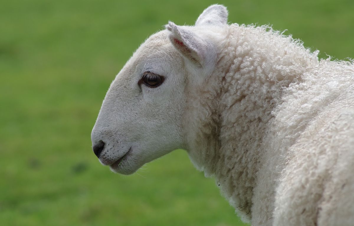 C'est mignon Une brebis secourue à 2.000 mètres d'altitude en HauteSavoie