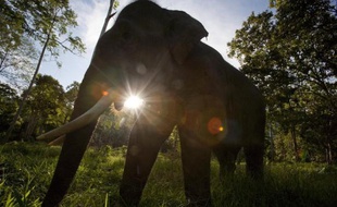 L'éléphant de Sumatra (Indonésie) disparaîtra "dans moins de 30 ans" si rien n'est fait pour stopper la destruction de son habitat naturel, a averti mardi l'organisation de protection de l'environnement WWF.