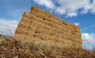 Un million de tonnes de paille ont été transportés dans toute la France pour venir en aide aux élevages, frappés par la sécheresse, selon un communiqué commun publié lundi par la FNSEA et les Jeunes Agriculteurs (JA), également satisfaits d'avoir pu éviter la "spéculation" sur les prix.