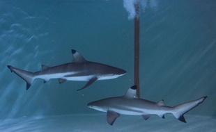 Des requins dans un aquarium à Paris