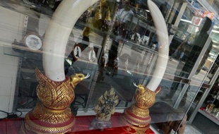 La Convention sur le commerce international des espèces menacées d'extinction (Cites), qui se réunit du 3 au 14 mars à Bangkok, est le principal outil de protection de la faune et de la flore sauvages, un texte évolutif qui s'impose aux Etats-membres. Au moins en théorie.