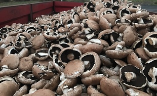 La société bretonne Lou a dû jeter 10 tonnes de champignons à cause des blocages des gilets jaunes.