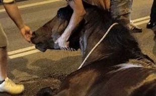 Dans une rue de Barcelone, le cheval a agonisé pendant deux heures, avant d'être euthanasié