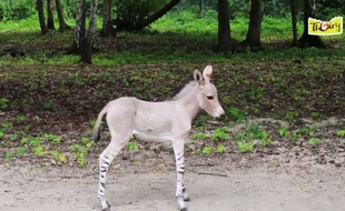 Chébéli, le nouveau-né âne de Somalie du zoo de Thoiry (Yvelines).
