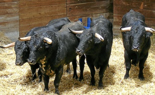 Certains des jeunes toros qui combattront dimanche sont déjà arrivés.