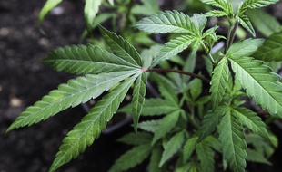 Toulouse, le 2 mai 2013. Des plans de cannabis.