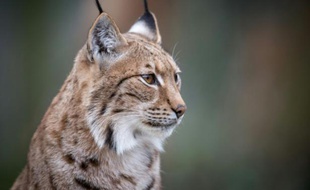 Un lynx photographié le 15 mars 2016 au zoo de Mulhouse