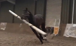 Ce cheval voulait être un chien - Le Rewind (video)