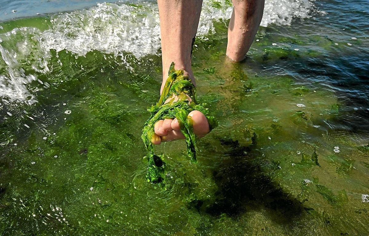 Algues vertes : En baie de Morlaix, les ostréiculteurs submergés par les marées