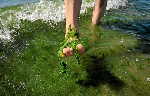 Une alerte aux algues vertes sur deux plages des Côtes-d’Armor