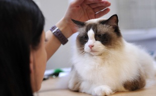 Franche-Comté: Un village se mobilise pour retrouver un chat qui ne voulait pas suivre ses propriétaires en Guadeloupe. (Illustration